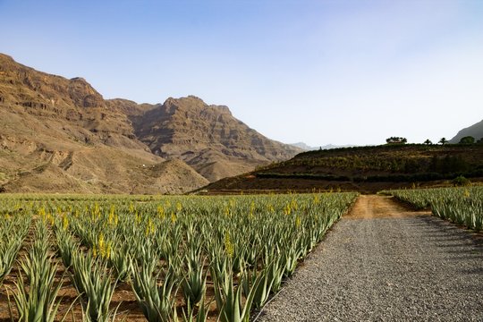 Aloe verra field with mountains in the background