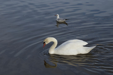 Swan and gull 1