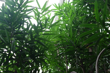 Translucent tropical leaves
