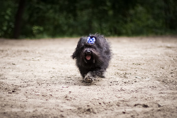 Little black curly dog runs on the sand to meet us