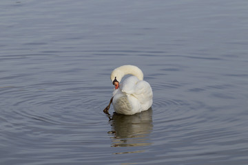 Mute swan cleaning