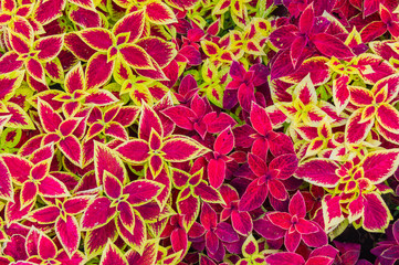 Top view of beautiful leaves of begonia flower. Red leaves natural background