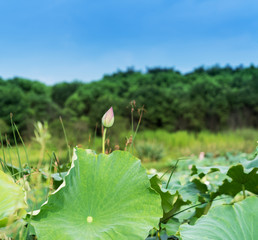 A beautiful pink waterlily or lotus flower in pond