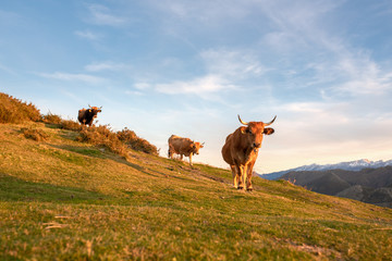 Cattle grazing free on the mountain. Cows of breed 