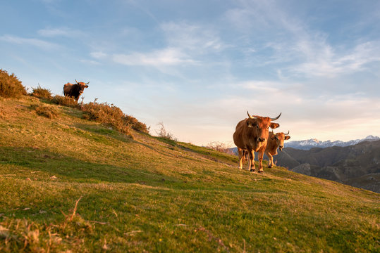 Cattle grazing free on the mountain. Cows of breed "Aubrac" in freedom. Concept of ecological and sustainable livestock.