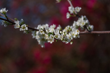 Blooming white sakura flower springtime nature background