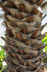 Close up of palm tree trunk with dried leaf fronds
