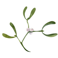 Mistletoe viscum branch New year Сhristmas - obrazy, fototapety, plakaty