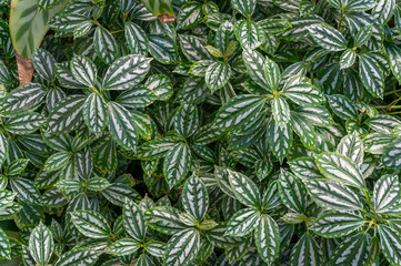 Naklejka na ściany i meble Pilea cadierei or aluminium plant, watermelon pilea houseplant leaves texture