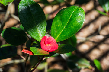 Christ thorn inflorescence cyathium close up view