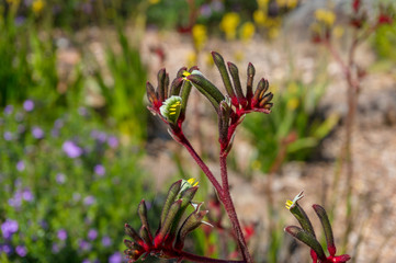 Anigozanthos Flavidus or Kangaroo Paw plant with yellow and red flowers
