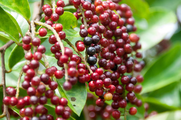 Antidesma puncticulatum or forrest berry
