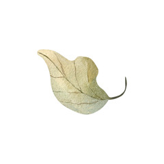 Fototapeta premium Autumn leaf watercolor illustration element decor plant