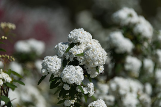 Close Up Of Cape May Or May Bush Plant White Flowers. Blooming Reeves Spiraea