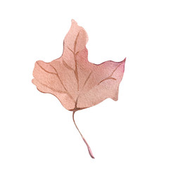 Obraz premium Autumn leaf watercolor illustration element decor plant