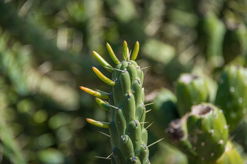 Fototapeta na wymiar Austrocylindropuntia Subulata or Eve Pin succulent plant close up