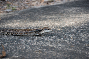 Close up of Australian Blotched blue-tongued skink, lizard with small legs