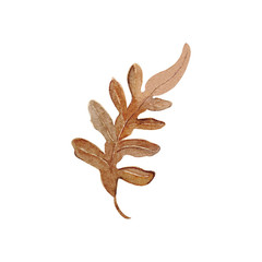 Autumn leaf branch watercolor illustration element decor plant