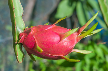 Fototapeta premium Dragon fruit or pitaya
