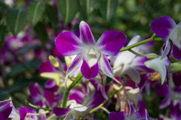 Close up of beautiful white and purple orchid flower