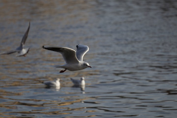 Seagulls on the river
