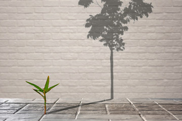 Focus on little green plant growing through from crack of pavement with long shadow of fully grown tree on surface of brick wall background, create idea of Life is a struggle and hopeful concept