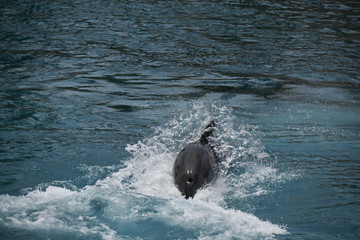 dolphin in the water