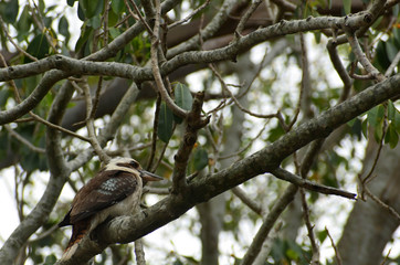 Kookaburra in a tree