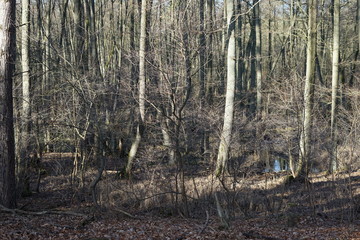 Sonnige Waldlandschaft mit Wasserfläche