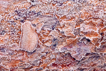 Bright brown tree trunk with ice crystal on the bark on a cold and frosty winter morning in Germany in December as a background