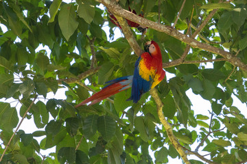 Pair of Scarlet Macaw (Ara macao) in a tree on the edge of the Pacific Ocean in Costa Rica.