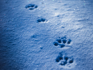 Paws prints in snow with blue shadows.