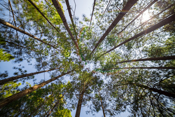 Looking up timber trees in the forest