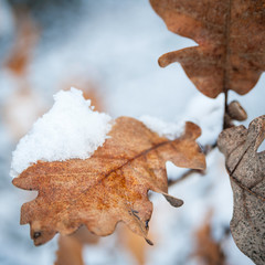Oak tree leaf with snow in winter