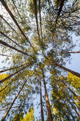 Fototapeta premium Looking up timber trees in the forest