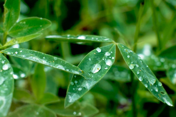 Green leaf with drops of water