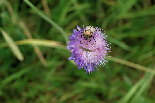 A beautiful purple-colored flower in the middle of which a black beetle sits, the back of the beetle is decorated with white dots. Beetle feels sweet nekar from fluffy middle of the flower.