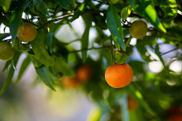 clementine hanging from the tree