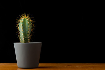 succulent plant,  cactus on bamboo table with black background