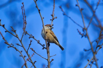 Ein Feldsperling oder Spatz sitzt im Winter in den Zweigen eines Baumes bei Sonnenschein und blauem Himmel als Hintergrund, Passer montanus