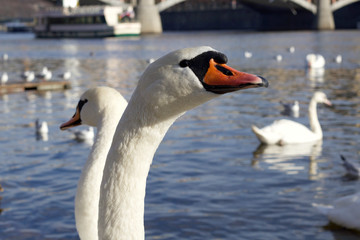 pair of swans 1