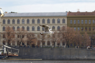 Fototapeta premium Seagull flies through the city