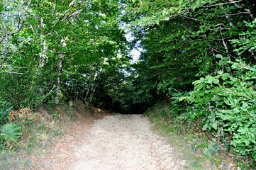Forest Trail pathway access with sand