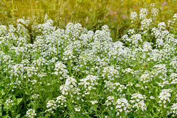 Beautiful white flowers blooming in nature