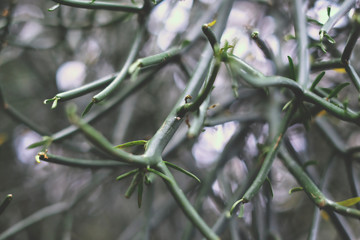 Fancy Tropical Plants