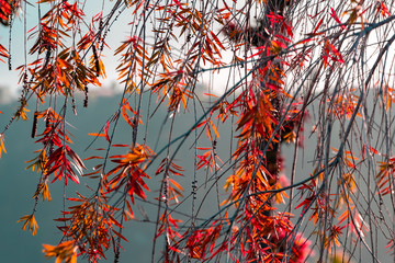 Fall or autumn tree. Thin orange leaves of a tree against the sky. selective focus