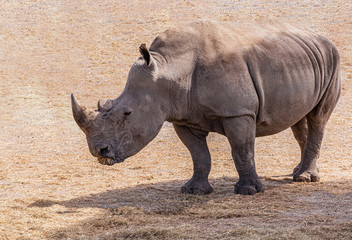 Fototapeta premium White rhinoceros standing in the sun