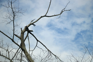Dry twigs with the sky as the background