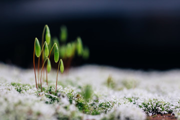 Close-up of moss growing on a frosted wall
