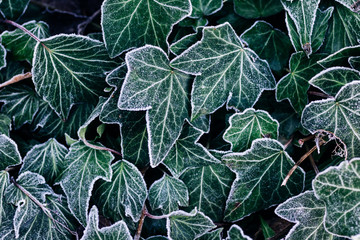 Frosted ivy leaves in the late winter